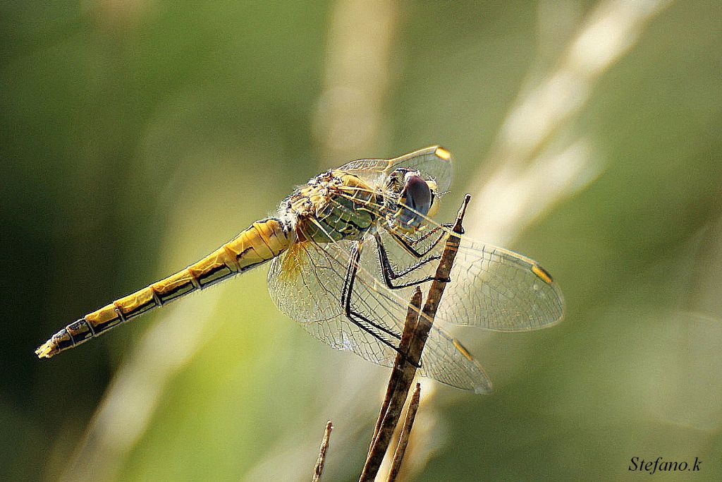 Libellula 2